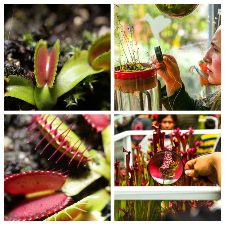 BP ¡Déjate atrapar! por la quinta exposición de plantas carnívoras en el Jardín Botánico de Bogotá