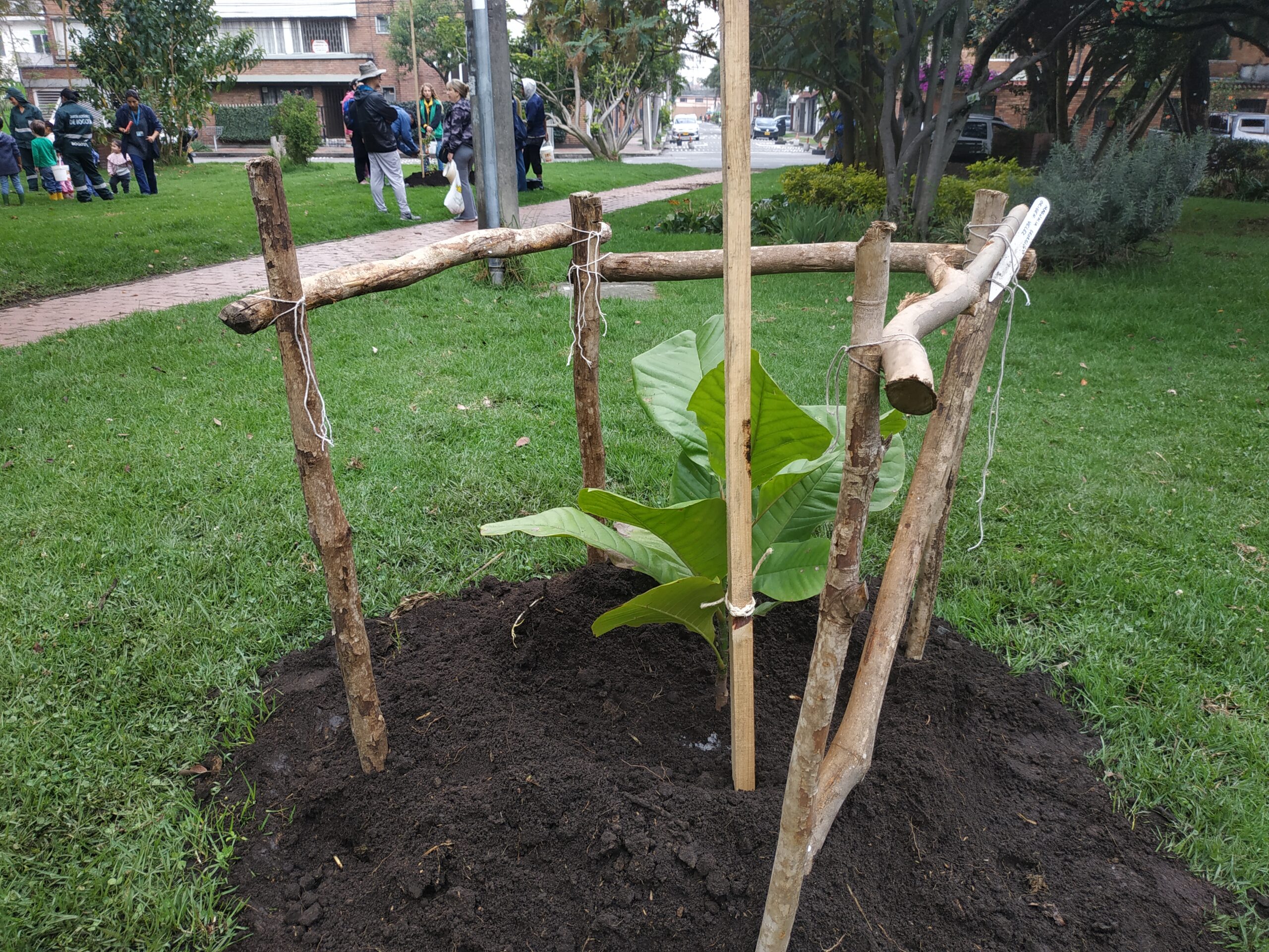 magnolios endémicos