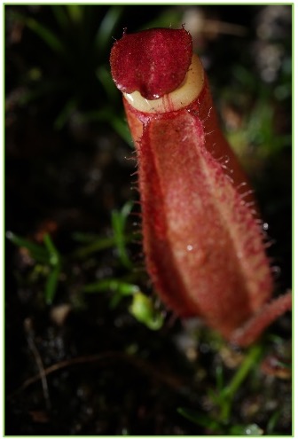 Nepenthes ventrata