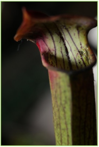 Sarracenias flava