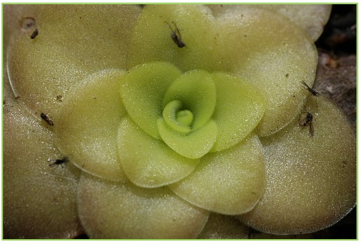 Pinguicula tina