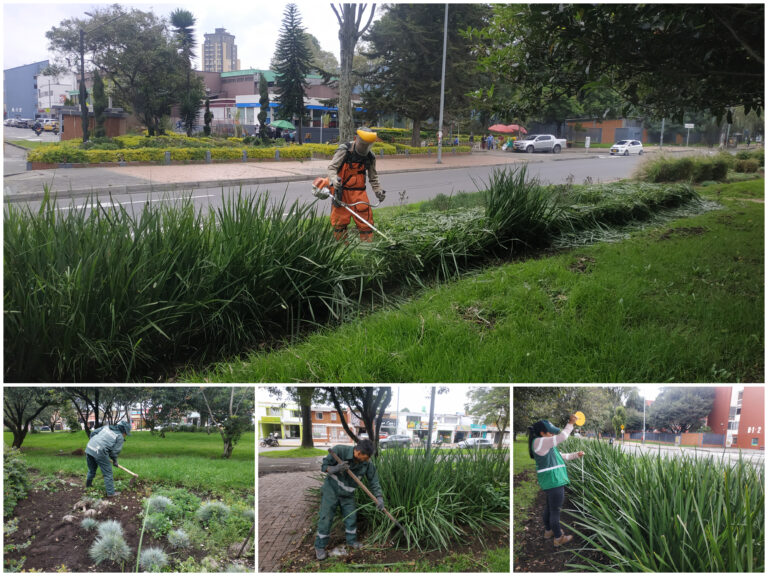 “Peluquería vegetal” en las jardineras de Pablo VI