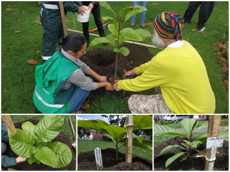 ¡Histórico! Plantan por primera vez magnolios endémicos de Colombia en el espacio público de Bogotá