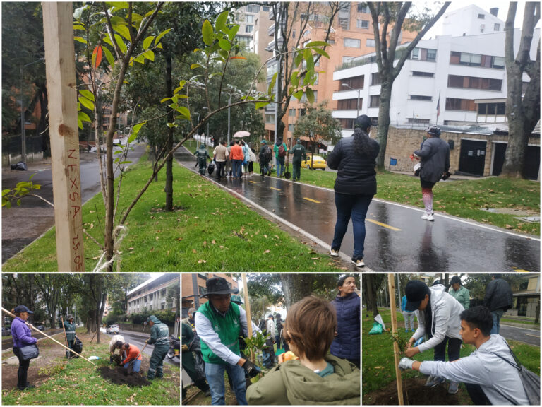 Calle 92: un separador de Chapinero que enriqueció su verde con especies nativas