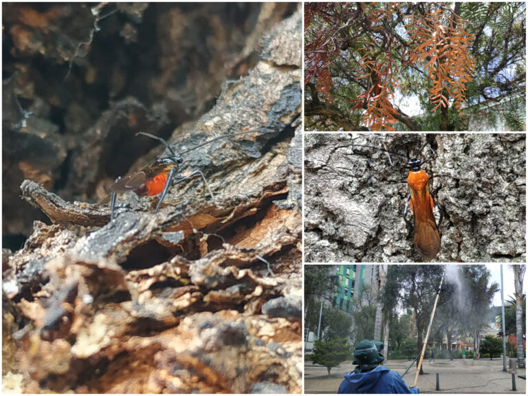 El insecto del Eje Cafetero que chamusca a los falsos pimientos de Bogotá