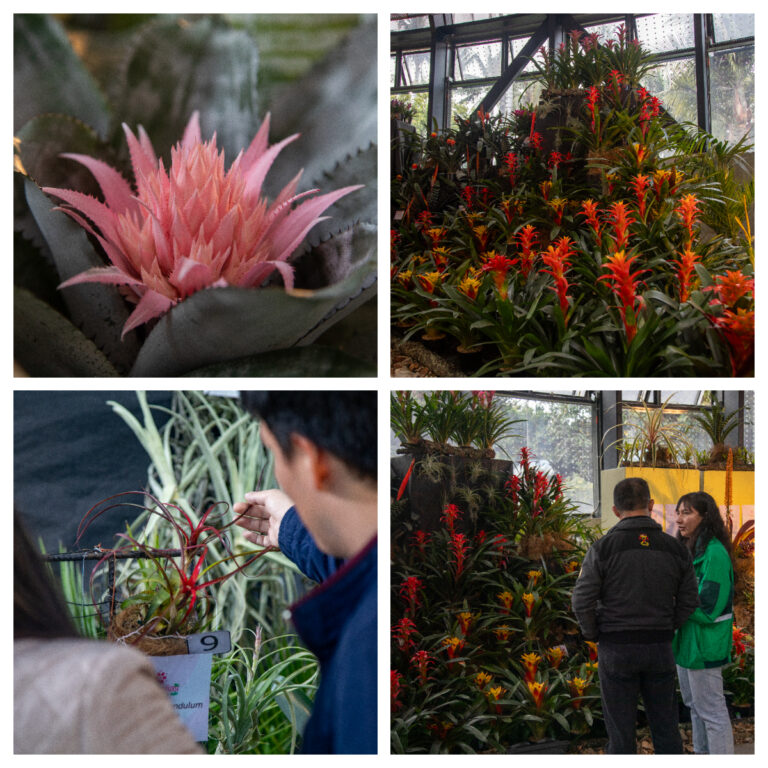III EXPOSICIÓN DE BROMELIAS