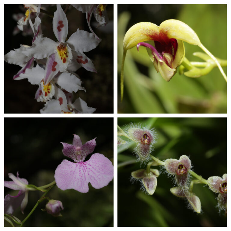 orquideas 2024