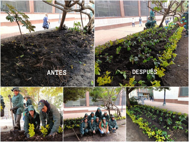 Jardín Botánico inicia la recuperación de las jardineras del Parque Santander