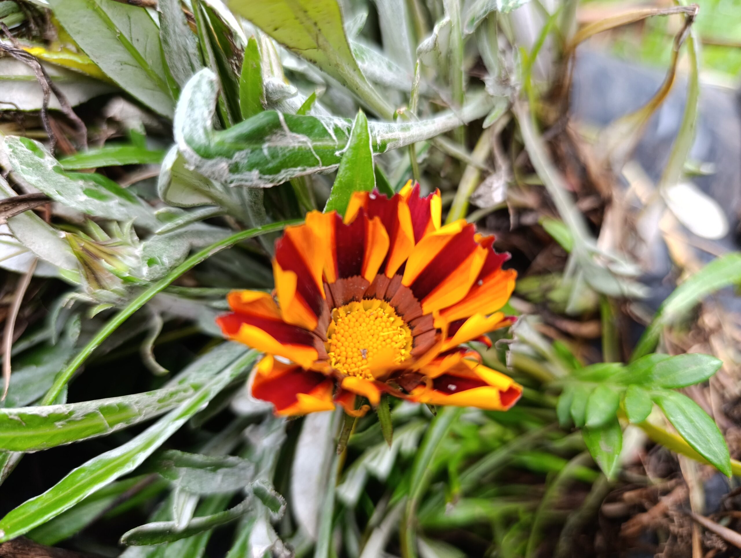 ¡El Parque Nacional estrena jardineras!
