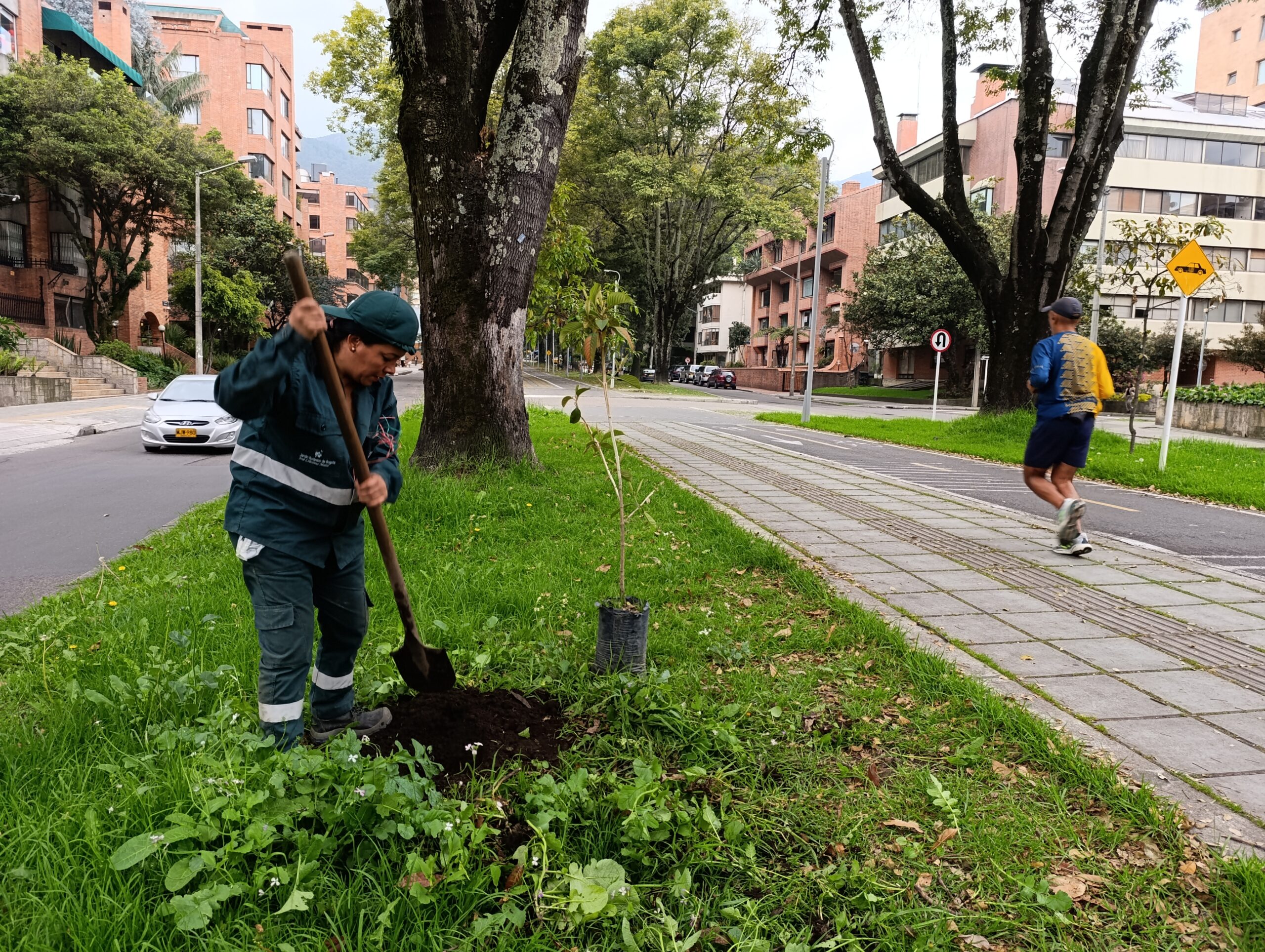 Jornadas de replante en tres pulmones verdes de Chapinero