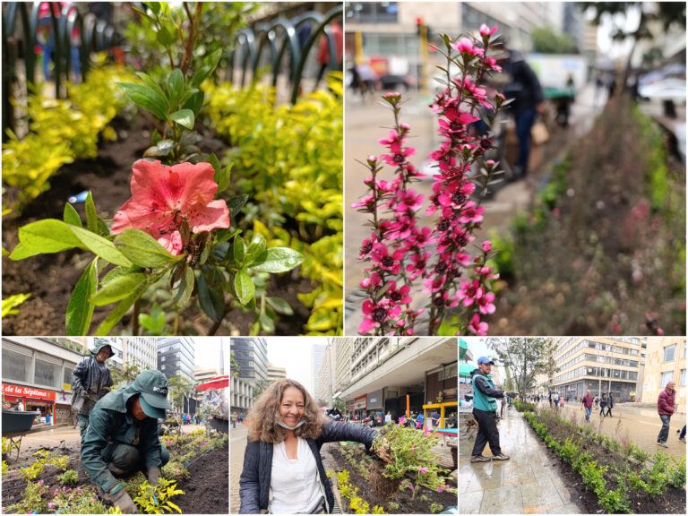 La colorida transformación de las jardineras de la Carrera Séptima