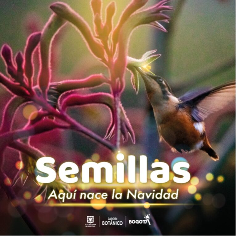 Navidad semillas
