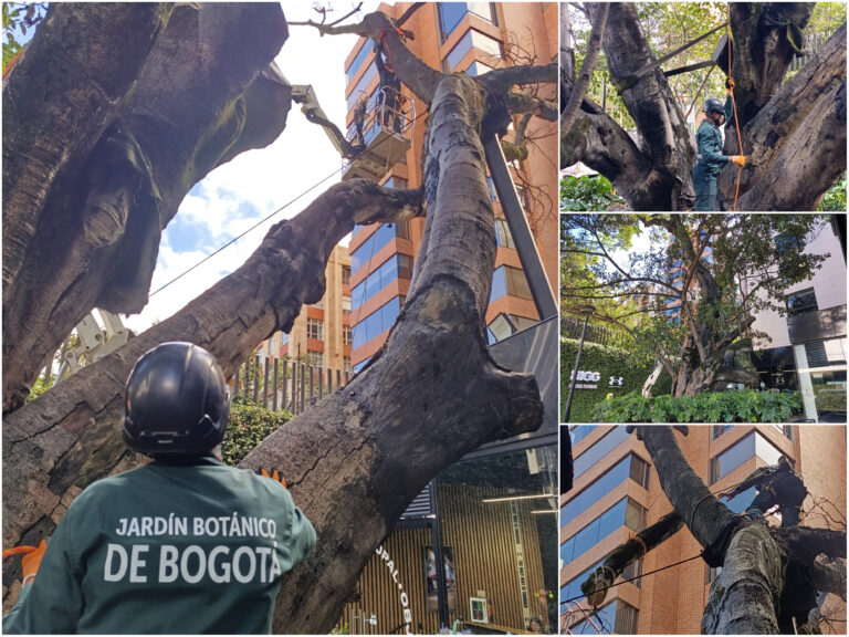 Crónica: Jardín Botánico le realiza varias podas a un caucho sabanero centenario para evitar accidentes