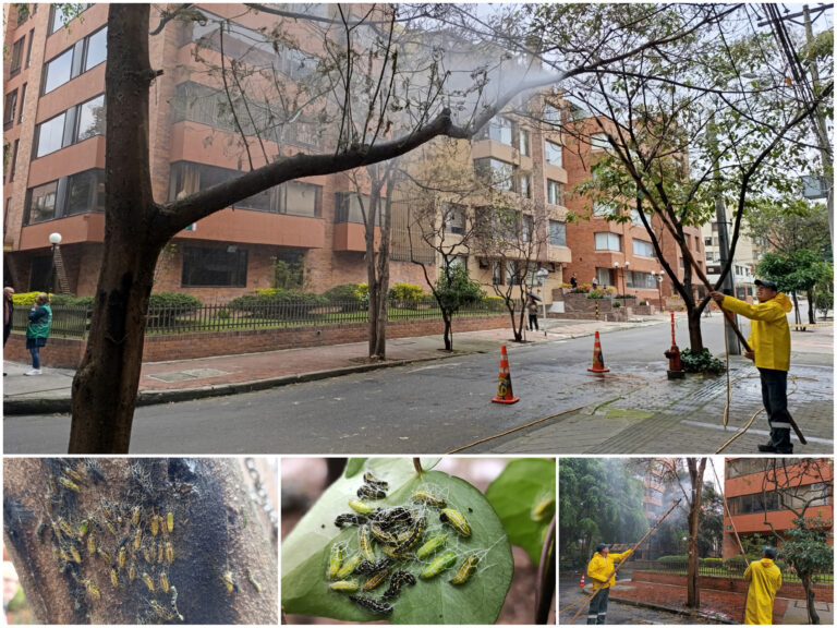 Historias del verde urbano: ¡Al rescate de los sangregados!