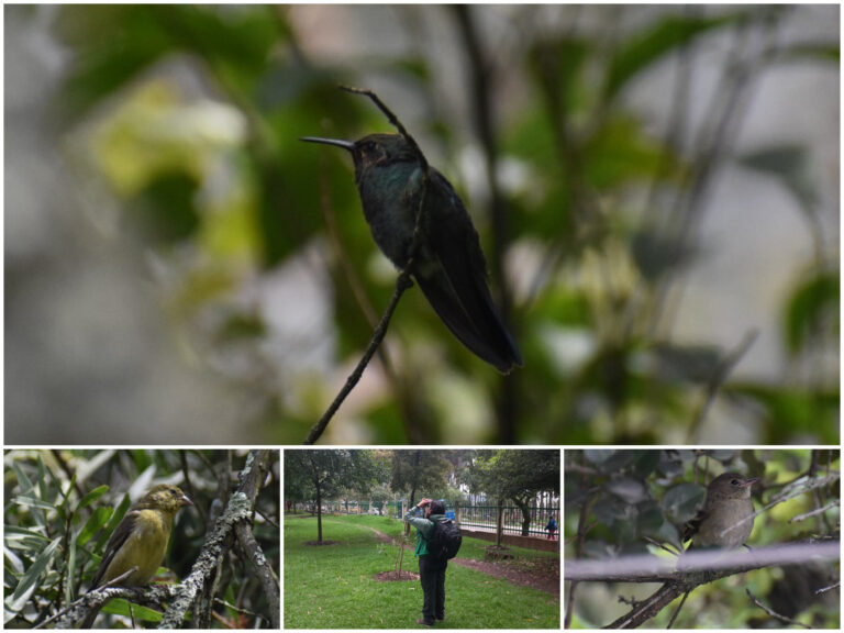 Historias del verde urbano: Las alas y cantos del bosque urbano de San Carlos