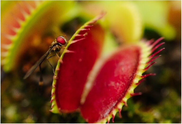 Carnivoras 2025