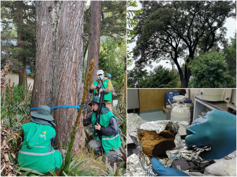 Jardín Botánico y Servicio Geológico aplican método de carbono 14 para determinar la edad de los árboles más longevos en Bogotá