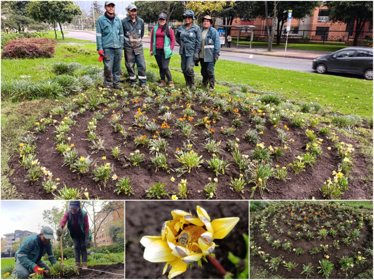 ¡El sol de El Tribal vuelve a brillar con un centenar de gazanias!