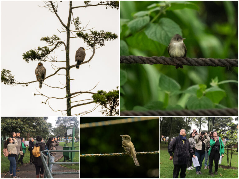 Biodiversidad del bosque urbano Ciudad Montes a través de los ojos y cámaras de la comunidad