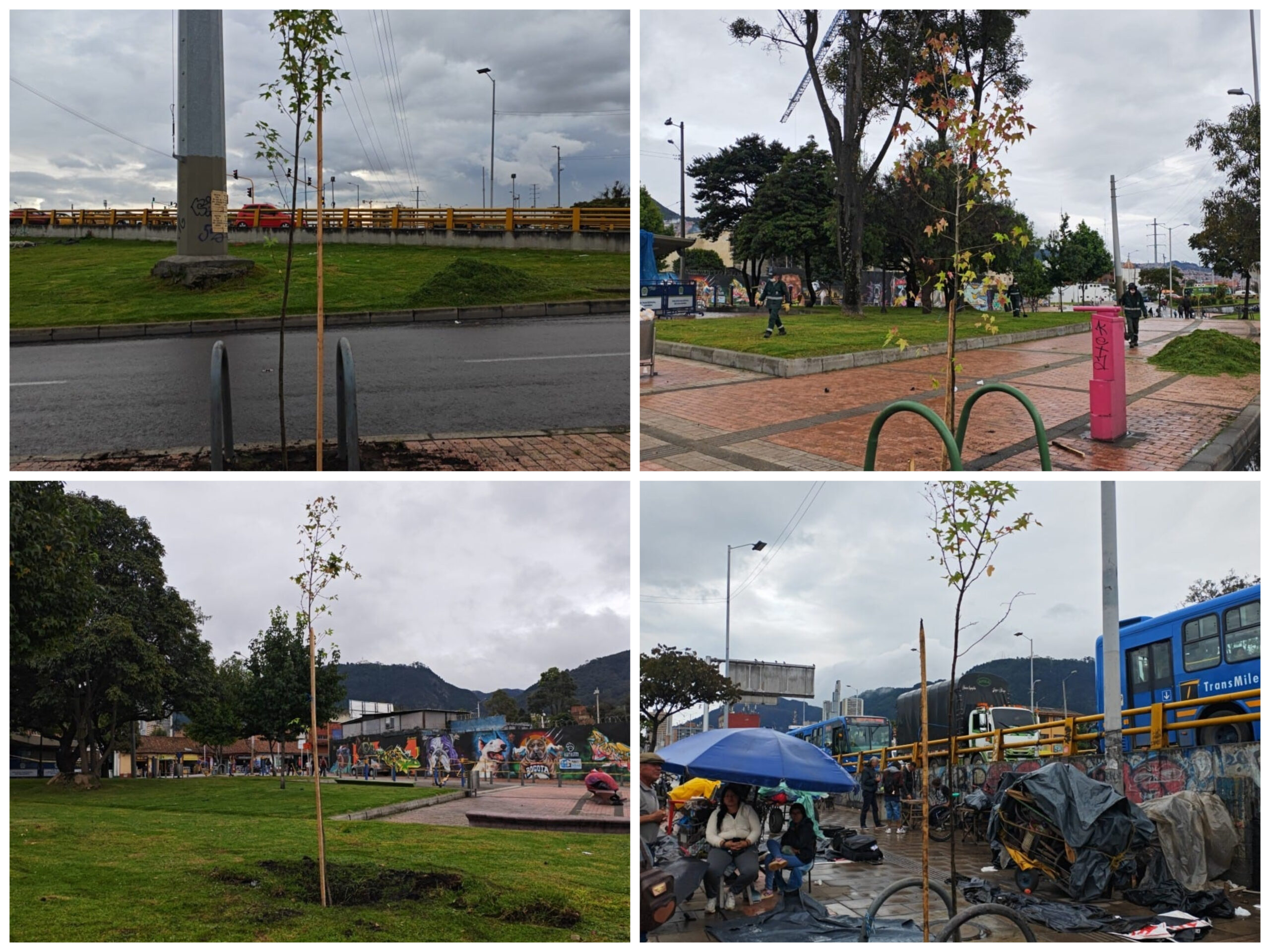 Historias del verde urbano: La carrera décima, en el centro de Bogotá, recupera su arbolado