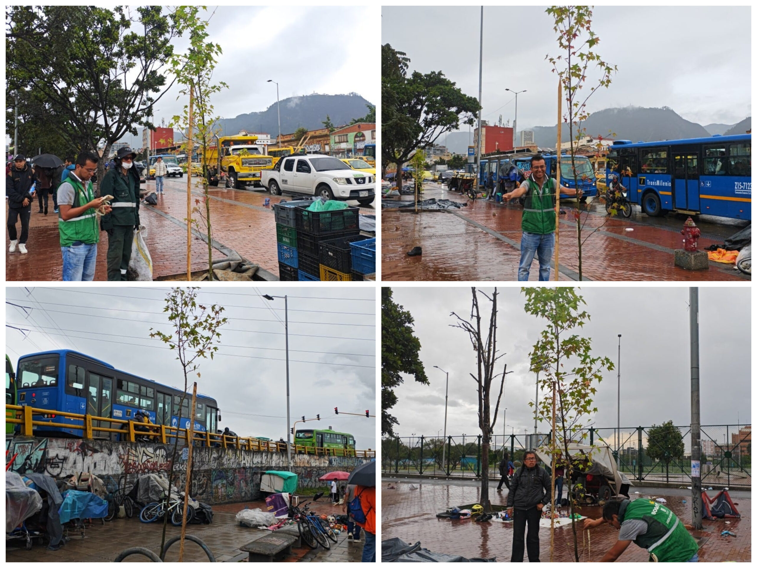 Historias del verde urbano: La carrera décima, en el centro de Bogotá, recupera su arbolado