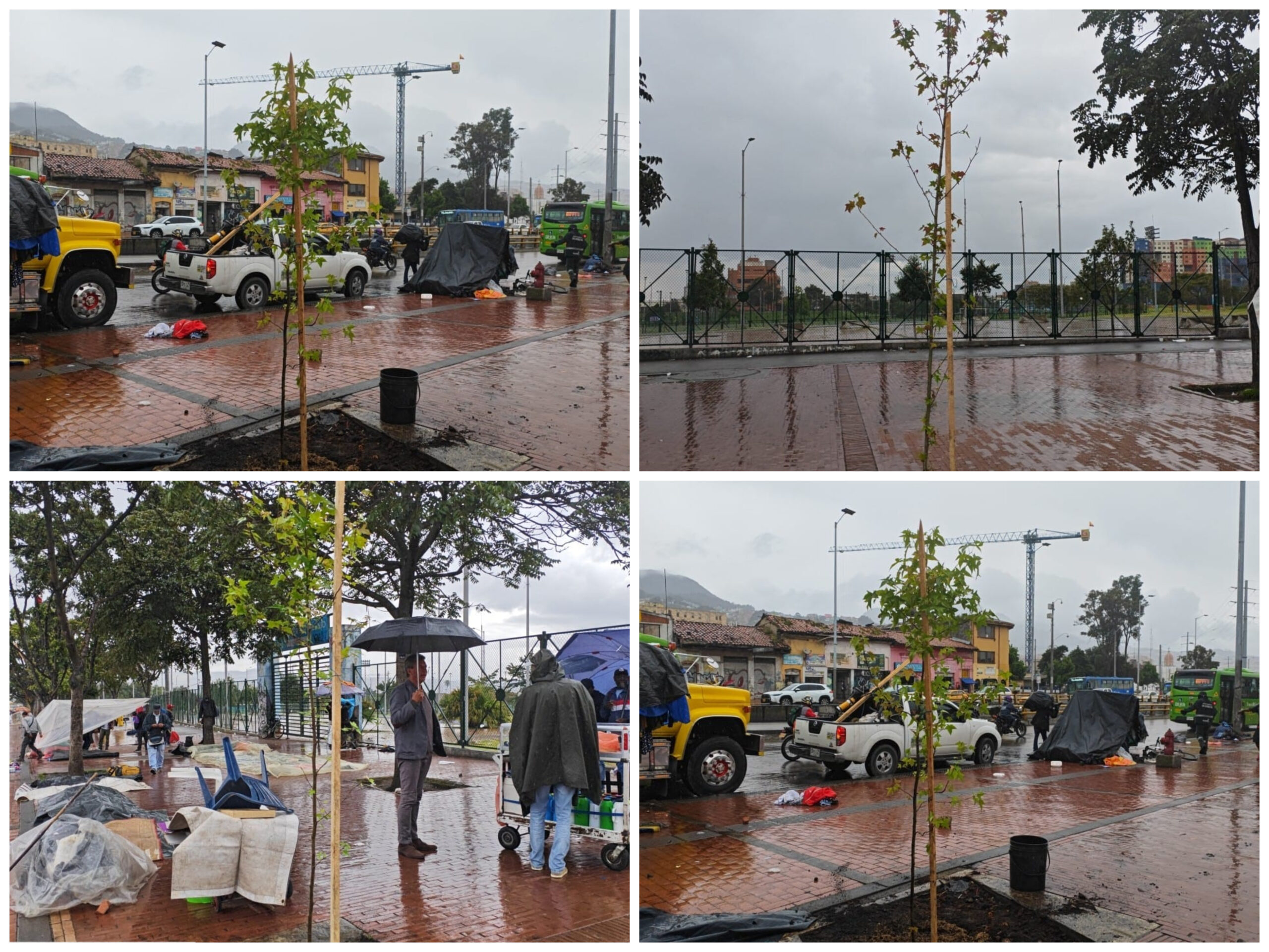 Historias del verde urbano: La carrera décima, en el centro de Bogotá, recupera su arbolado