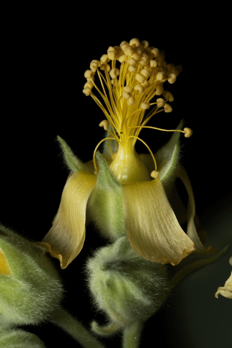 Allobriquetia spicata