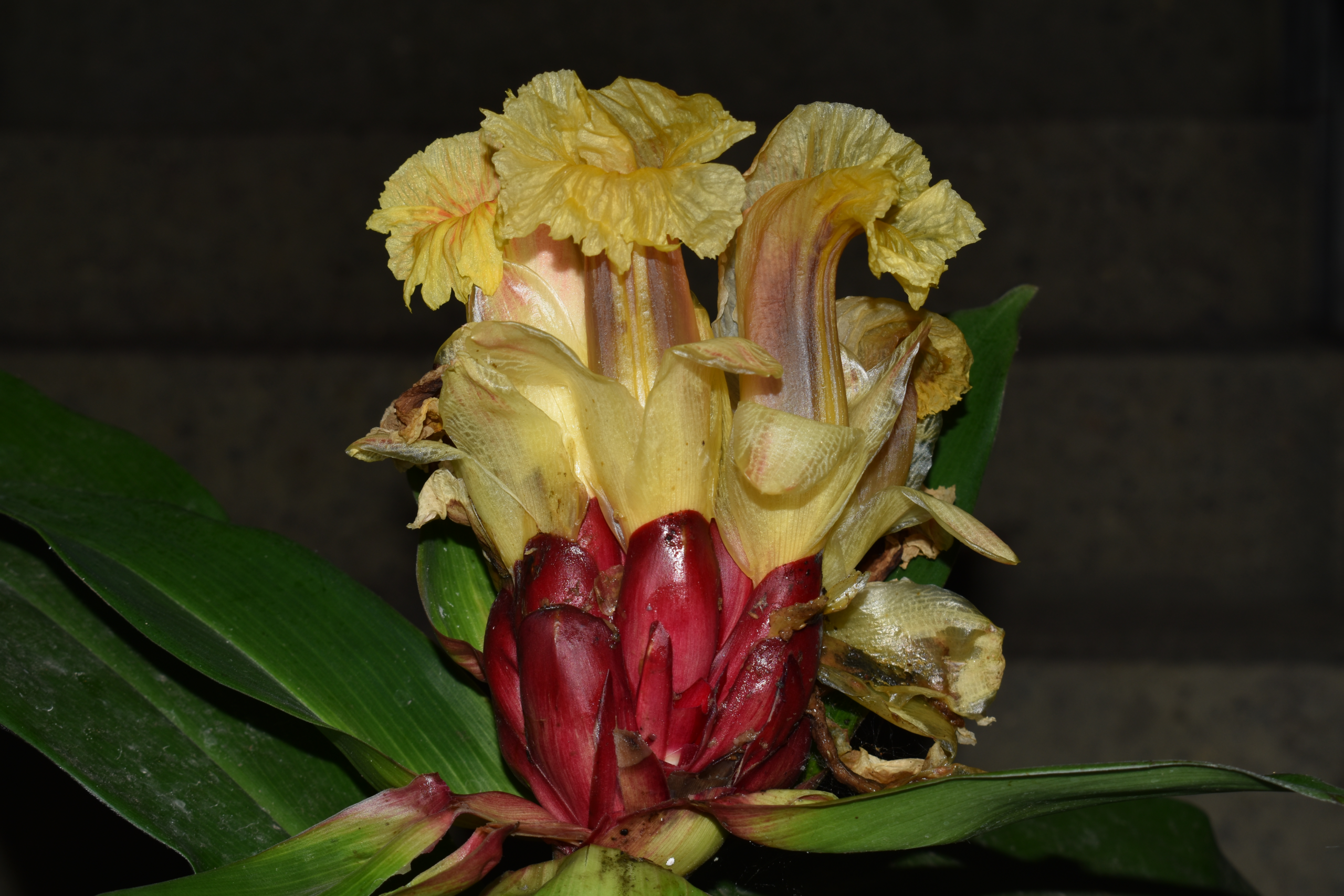 Costus antioquensis