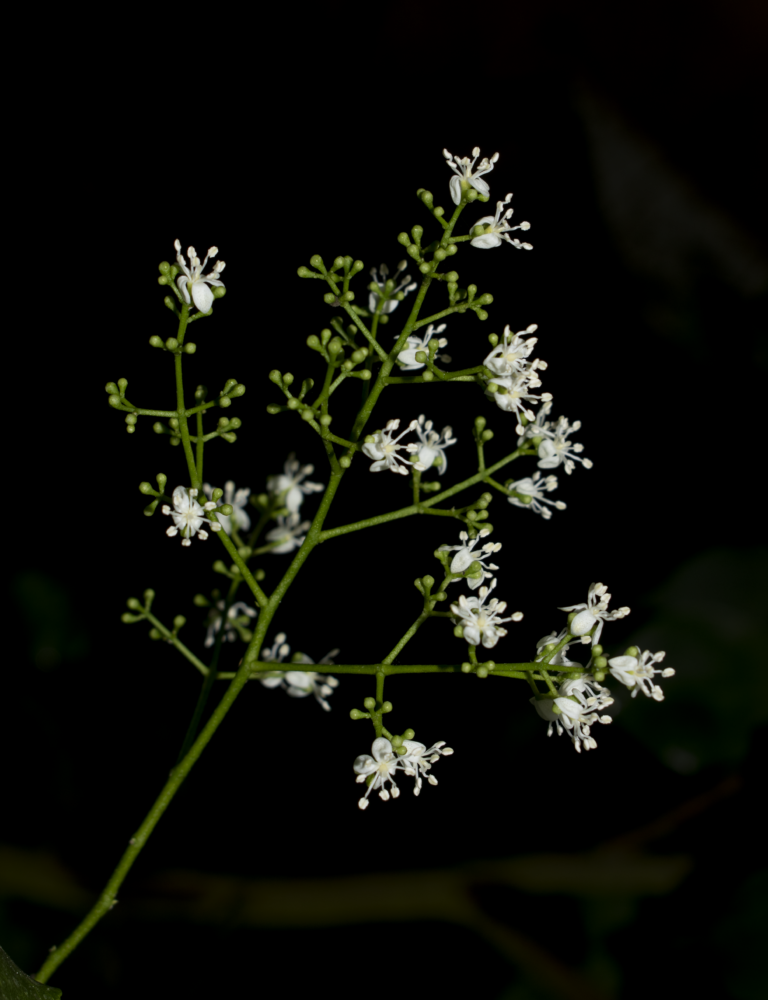 Amyris balsamifera