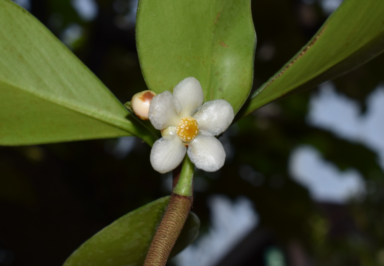 Clusia ellipticifolia