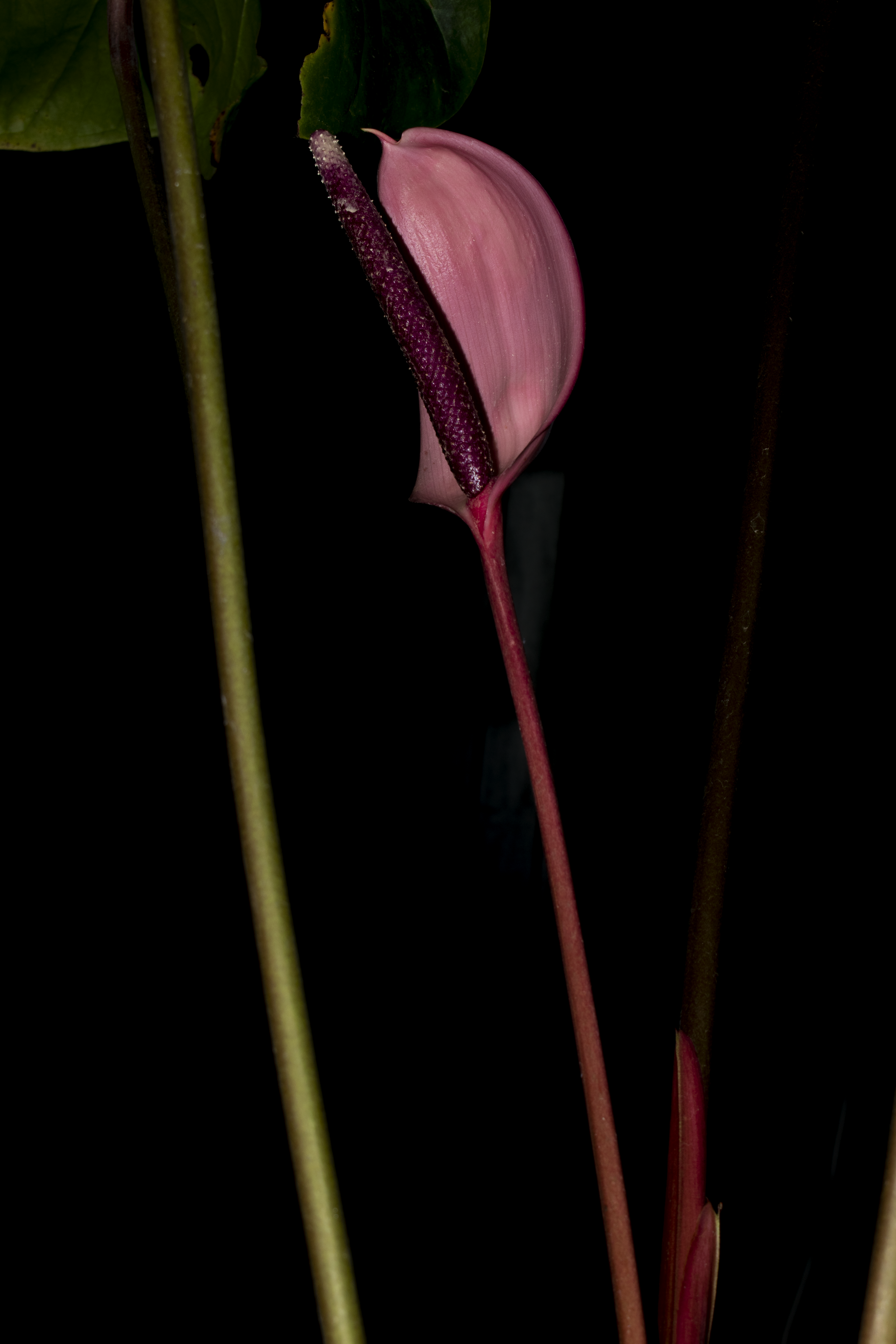Anthurium formosum - Jardn Botnico de Bogot