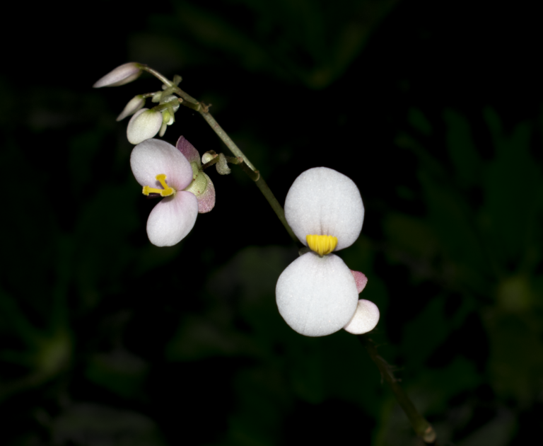 Begonia bowerae