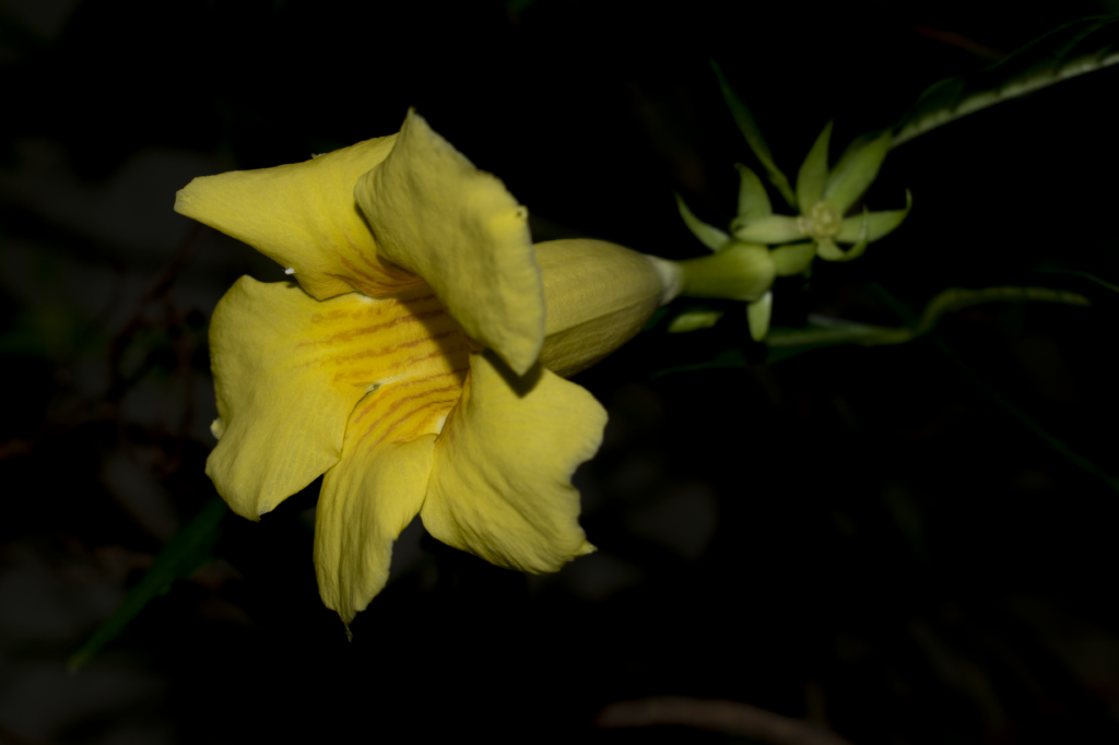Anthurium sanguineum