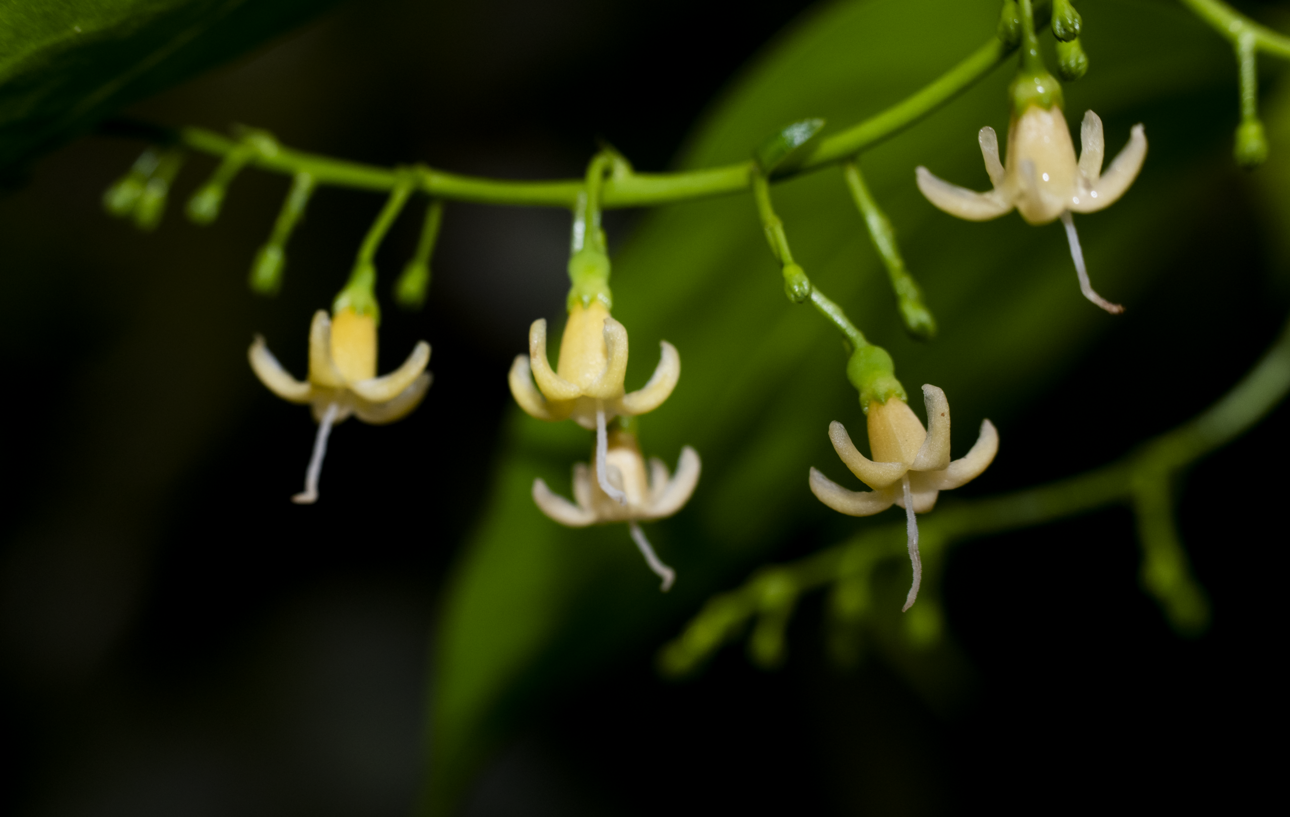 Chiococca alba