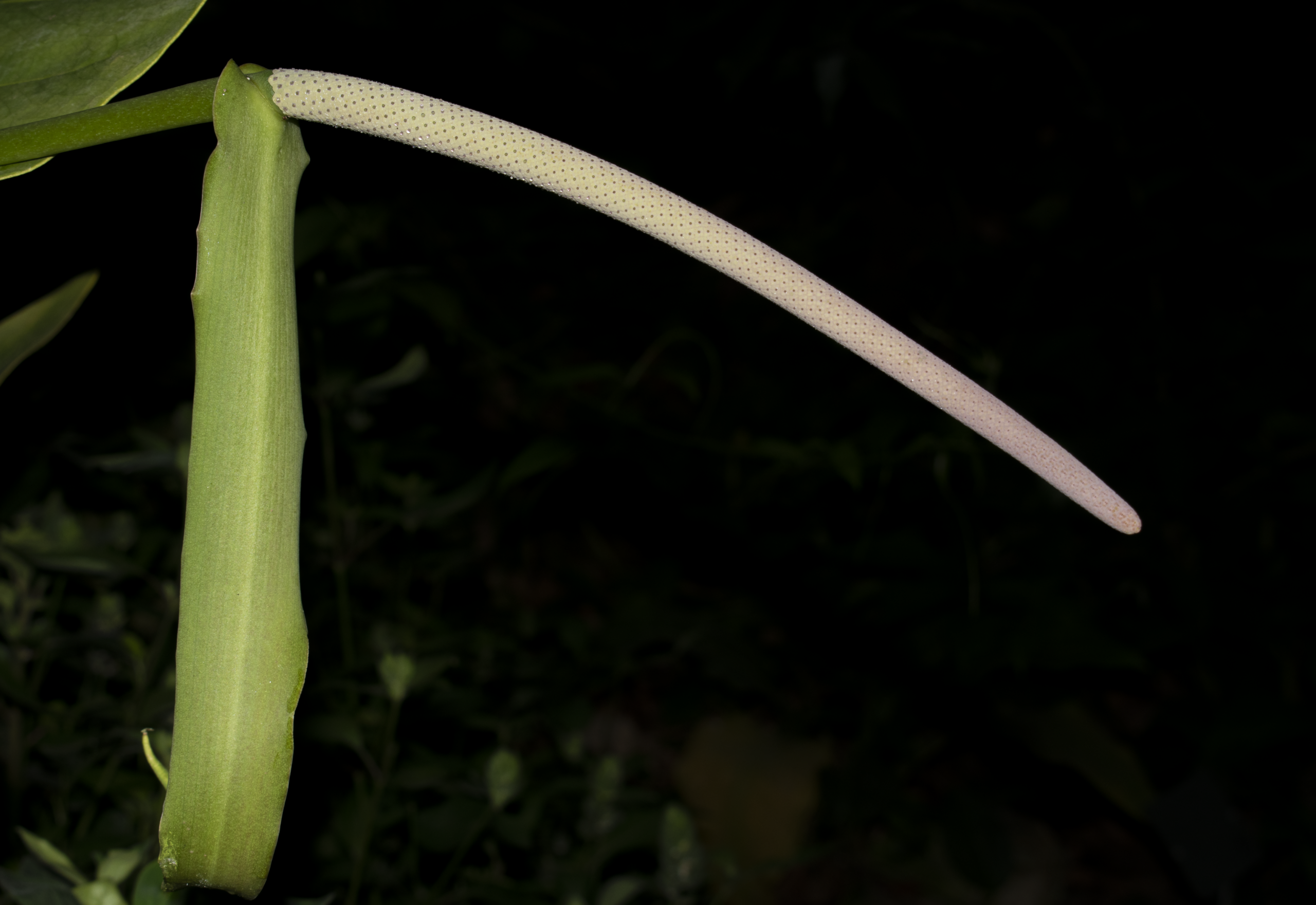 Anthurium fendleri