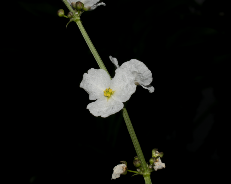 Aquarius paniculatus