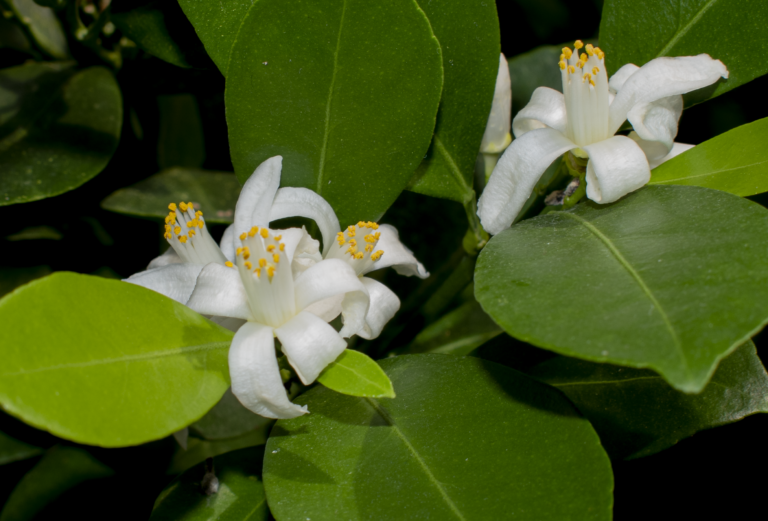 Citrus  × sinensis
