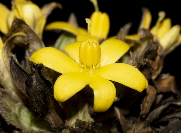 Curculigo capitulata