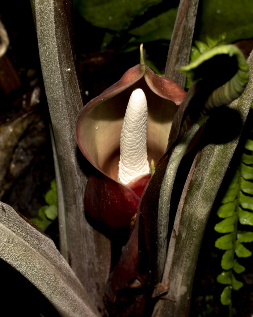 Adelonema picturatum