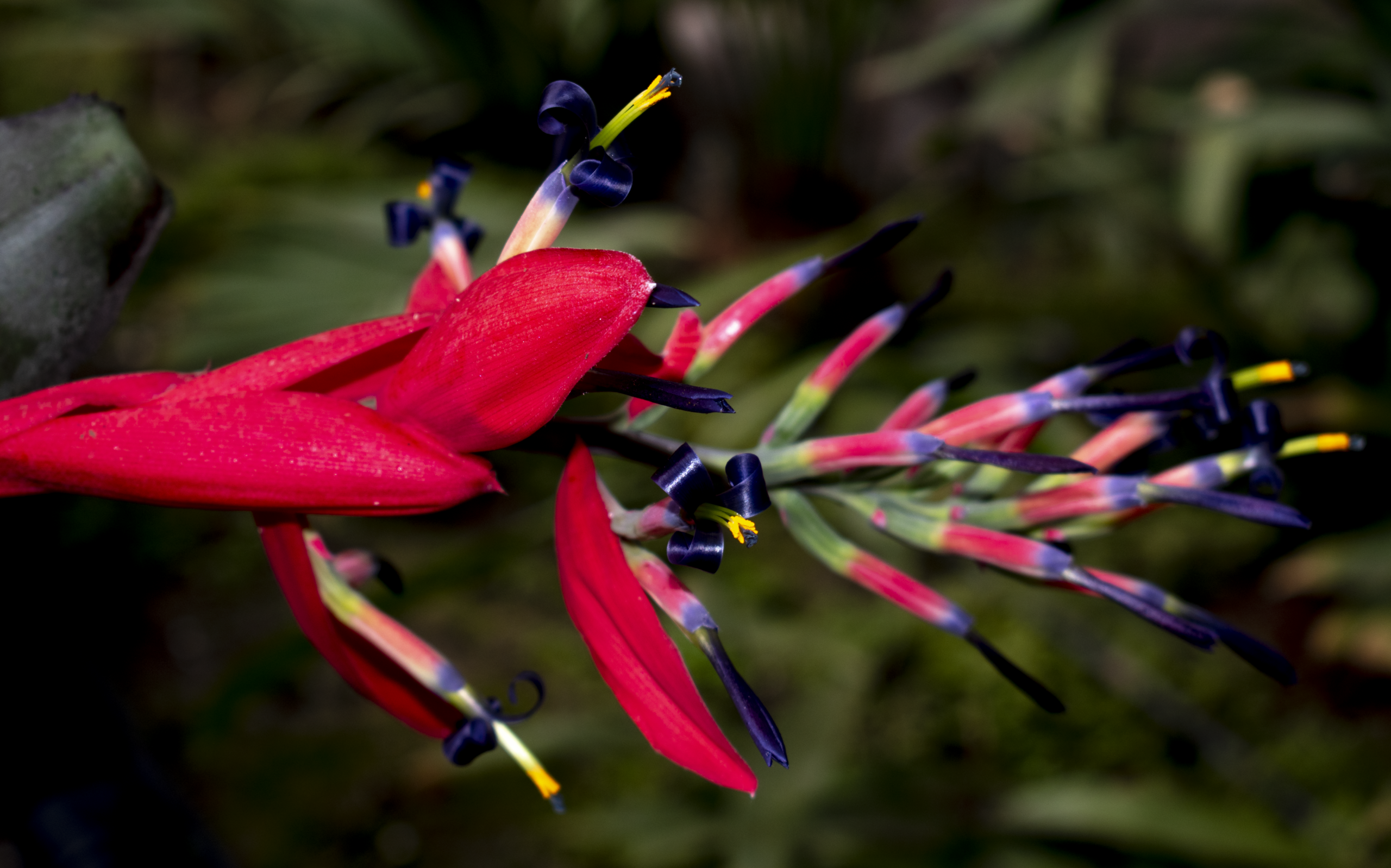 Billbergia vittata