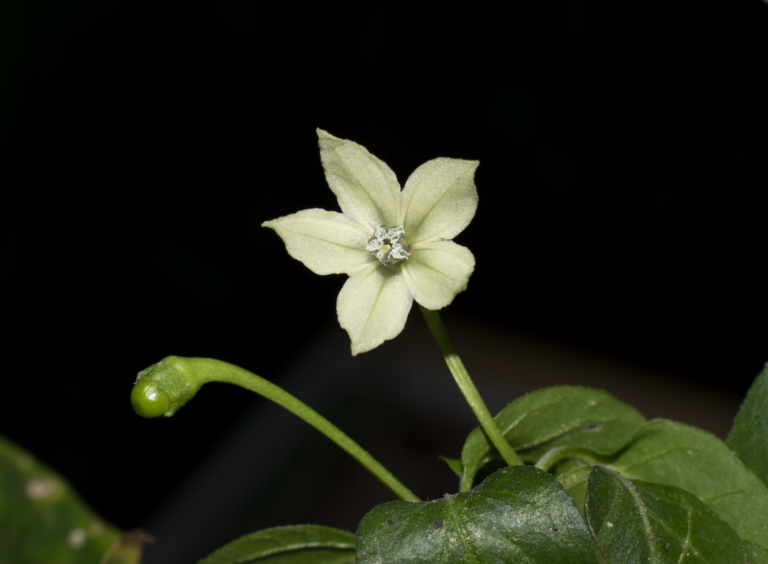Capsicum baccatum