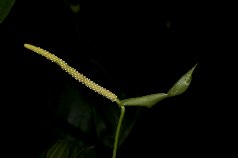 Anthurium microspadix