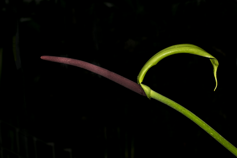 Anthurium corrugatum
