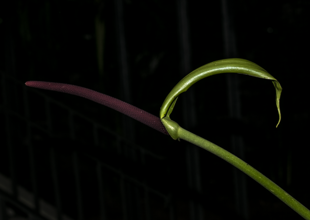 elephant ears plant care Shop Our Alocasia Yellow Stem main image 1