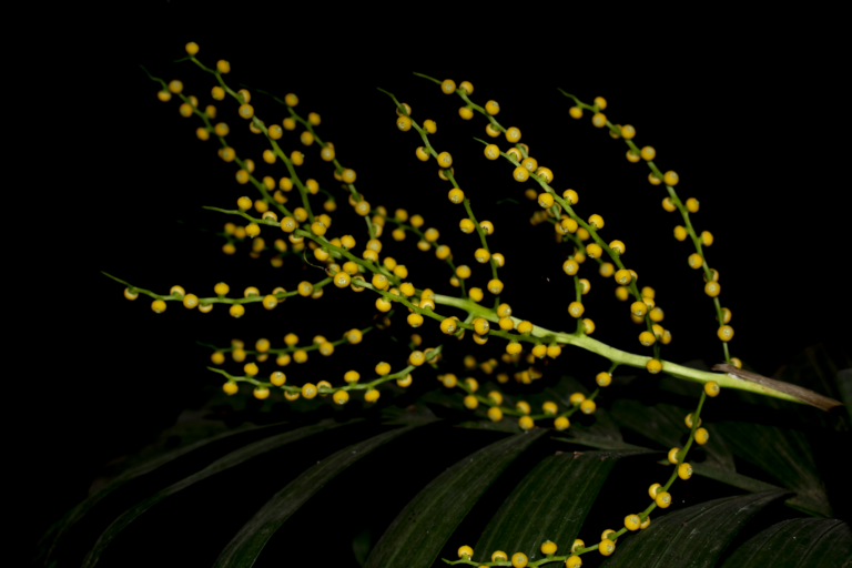 Chamaedorea elegans