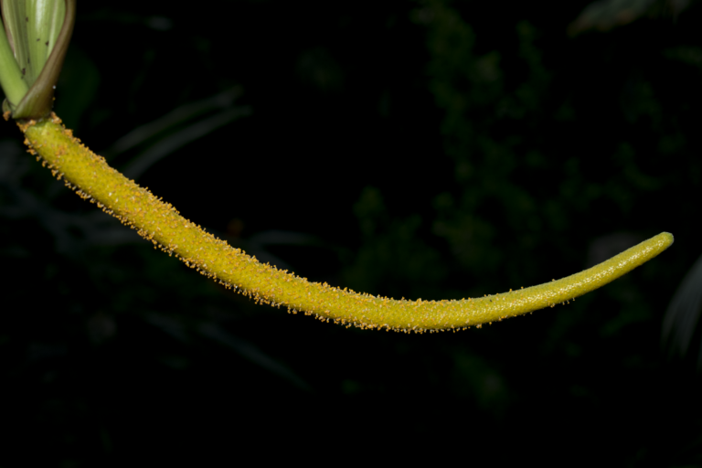 Anthurium argyrostachyum