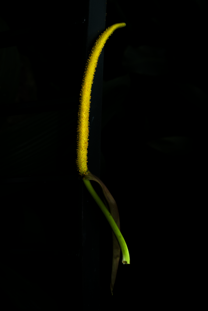Anthurium argyrostachyum - Jardn Botnico de Bogot