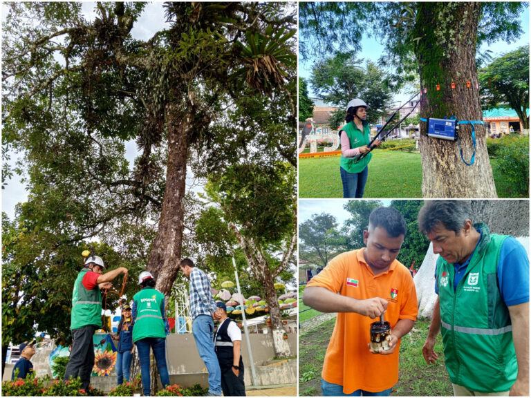 Historias del verde urbano: Bogotá y Caldas compartieron sus experiencias en el estudio y análisis de los árboles