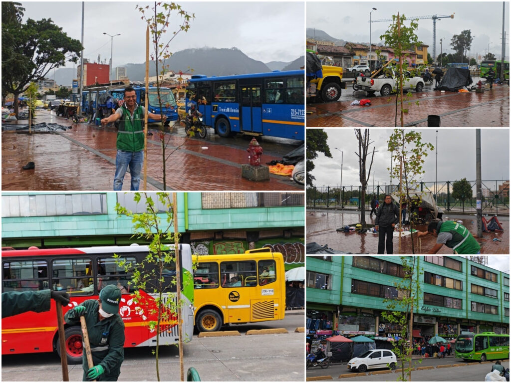 Historias del verde urbano: La carrera décima, en el centro de Bogotá, recupera su arbolado