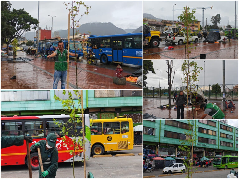 Historias del verde urbano: La carrera décima, en el centro de Bogotá, recupera su arbolado